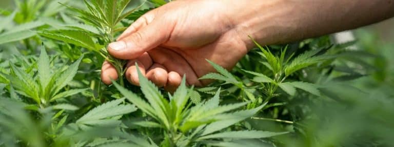 Como garantir Mevatyl (canabidiol) pelo plano de saúde: passo a passo