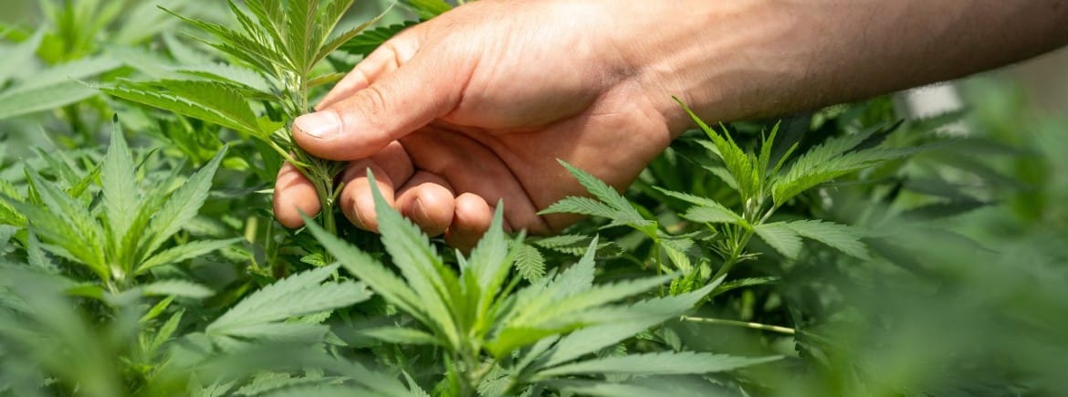 Como garantir Mevatyl (canabidiol) pelo plano de saúde: passo a passo