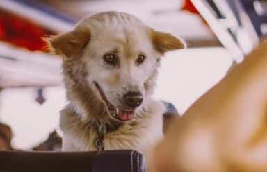 Viajar de avião com animal de apoio emocional