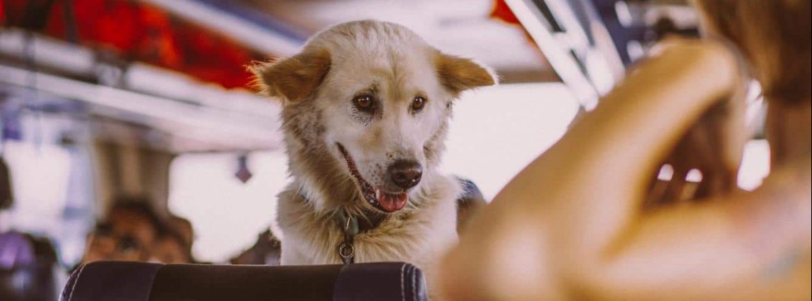 Viajar de avião com animal de apoio emocional