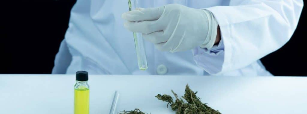 stj-autoriza-cultivo-de-maconha-medicinal-para-três-pessoas