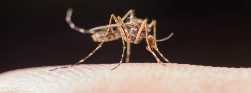 malaria-tudo-sobre