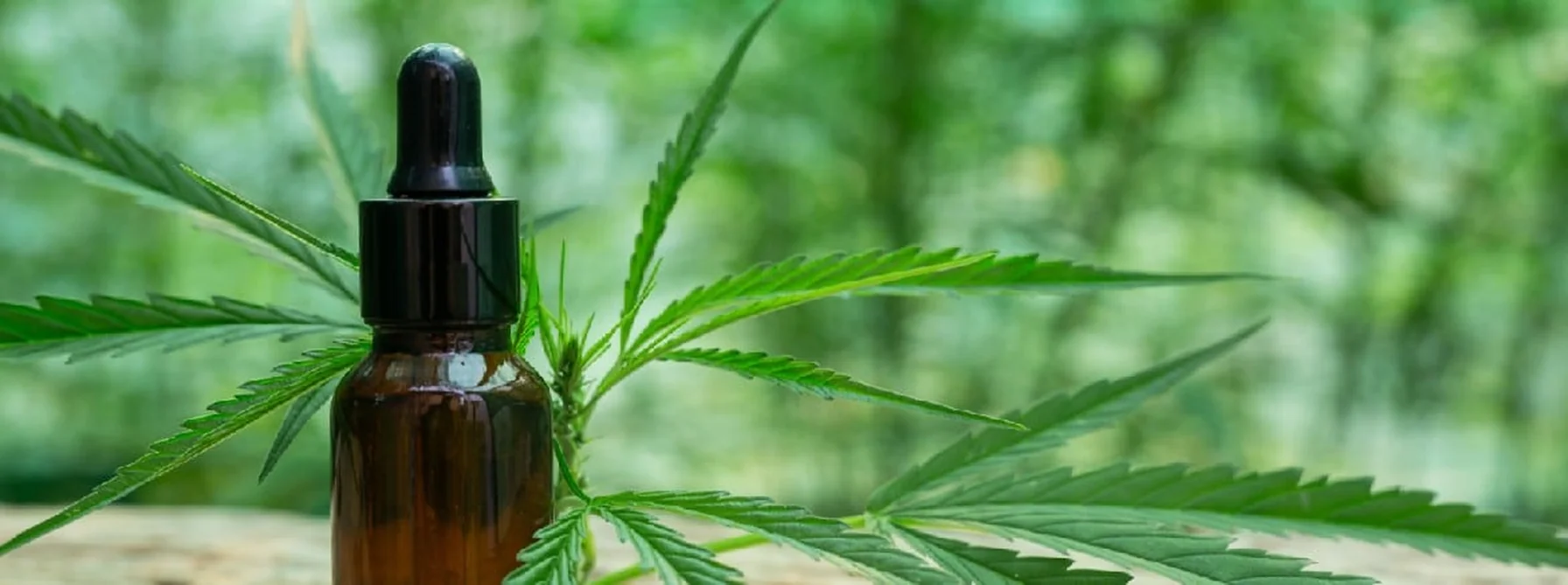 Cultivo de maconha para fins medicinais